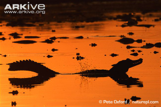 Illustration for article titled Sunday Crocodilian - Caiman yacare Edition